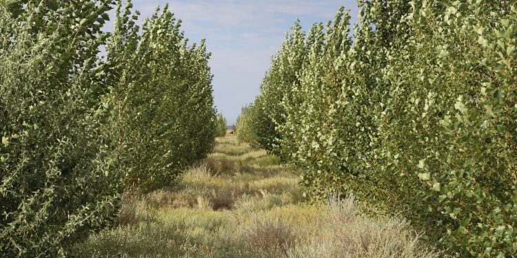 Ухаахудагийн залуус Цогтцэцийд 30 төрлийн 130000 мод тарьжээ