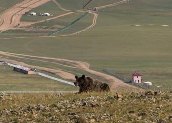 Сэрэмжлүүлэг: Баавгай адуу идэж, бамбаруушнууд айлын хотонд иржээ