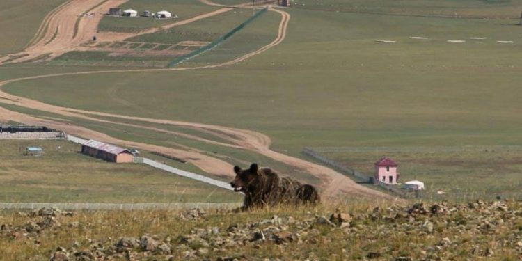 Сэрэмжлүүлэг: Баавгай адуу идэж, бамбаруушнууд айлын хотонд иржээ