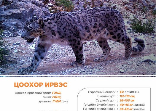 Өнөөдөр ирвэс хамгаалах өдөр