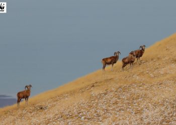 Аргалийн тоо өсөж, 4095 хүрчээ