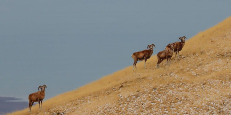 Аргалийн тоо өсөж, 4095 хүрчээ