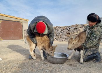 “Хөдөөний айл”-ын хашаанд янгир иржээ