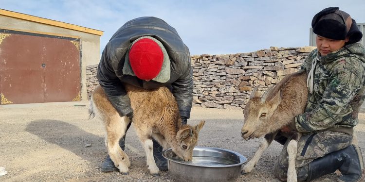 “Хөдөөний айл”-ын хашаанд янгир иржээ