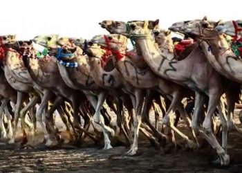 Сайхан тэмээ шалгаруулах тэмцээнээс 40 тэмээг ботокс, гоо сайхны ажилбар хийлгэсэн гэж хасжээ