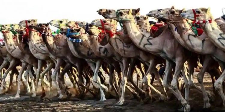 Сайхан тэмээ шалгаруулах тэмцээнээс 40 тэмээг ботокс, гоо сайхны ажилбар хийлгэсэн гэж хасжээ