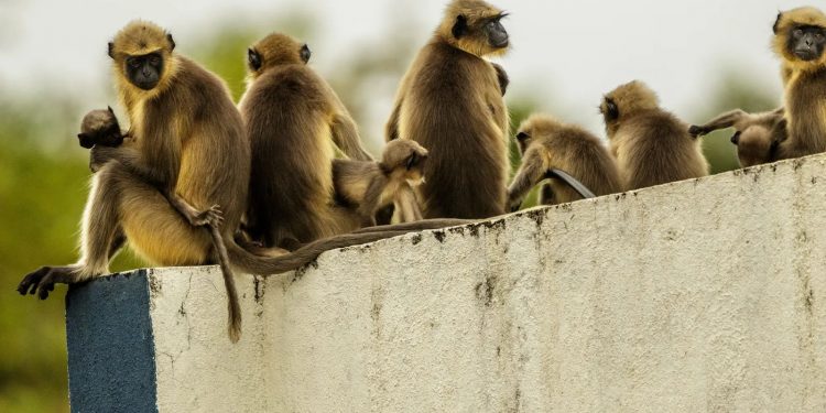 Энэтхэгт сармагчнууд 250 гаруй нохойг устгажээ