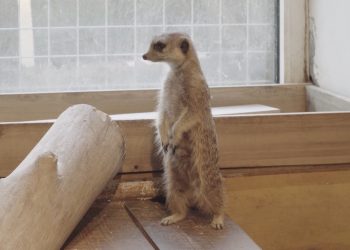 “Улаанбаатар” амьтны хүрээлэнд 80 гаруй зүйлийн 700 гаруй амьтан бий