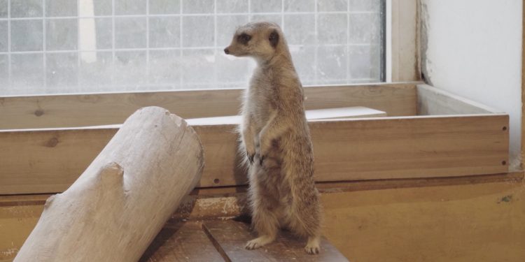 “Улаанбаатар” амьтны хүрээлэнд 80 гаруй зүйлийн 700 гаруй амьтан бий