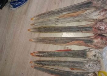 “Хотон шувууны хошуу зарна“ гэсэн мэдээллийг шалгаж, зарыг устгуулжээ