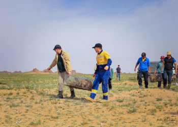 “Эрдэнэс силвер ресурс” ХХК Дундговийн Их газрын чулуунд 50 ширхэг Монгол тарвага нутагшуулав