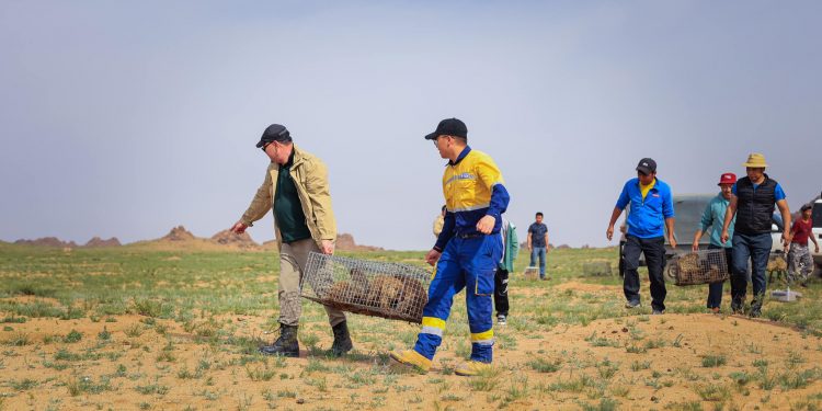 “Эрдэнэс силвер ресурс” ХХК Дундговийн Их газрын чулуунд 50 ширхэг Монгол тарвага нутагшуулав