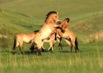 Манай орны тахийн тоо толгой 1000 давлаа