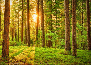 ЭС ЭНД ПИ АГЕНТЛАГ МОНГОЛ УЛСЫН ЗЭЭЛЖИХ ЗЭРЭГЛЭЛИЙН ҮНЭЛГЭЭГ “B”, ТӨЛӨВИЙГ “ТОГТВОРТОЙ” ХЭВЭЭР ҮЛДЭЭСНИЙГ БАТАЛГААЖУУЛЛАА