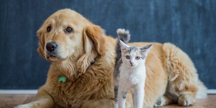 Асран хамгаалагчийн сургалтад суух үүргээ биелүүлээгүй бол 100,000 төгрөгөөр торгоно