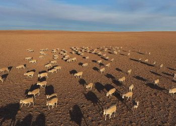 Монгол бөхөнгийн тоо толгой 13,925 байгааг тогтоожээ