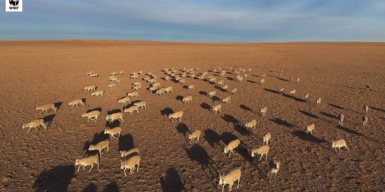 Монгол бөхөнгийн тоо толгой 13,925 байгааг тогтоожээ