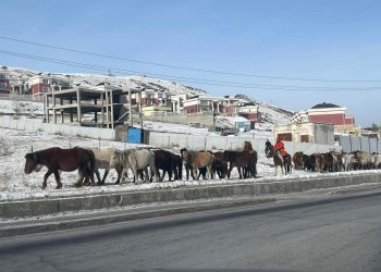 Нийслэлийн хориглосон бүсээс 4557 толгой мал гаргалаа