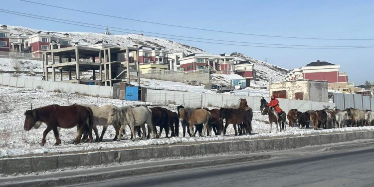 Нийслэлийн хориглосон бүсээс 4557 толгой мал гаргалаа