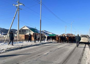 Нийслэлээс 11,539 толгой мал гаргалаа