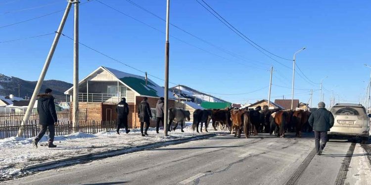 Нийслэлээс 11,539 толгой мал гаргалаа