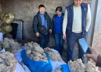 Нэг кг ноолуур дуудлага худалдаагаар 173.500 төгрөгөөр арилжигдлаа