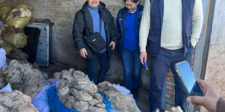 Нэг кг ноолуур дуудлага худалдаагаар 173.500 төгрөгөөр арилжигдлаа