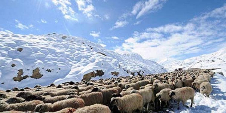 Энэ оны эхний хоёр сард 567,600 толгой мал хорогджээ