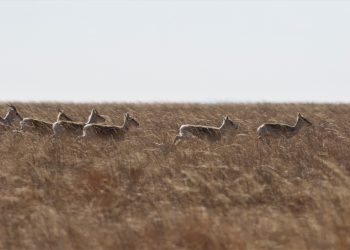 Цагаан зээрийн хорогдлын тухай биологичийн эргэцүүлэл