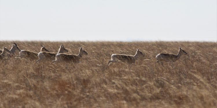 Цагаан зээрийн хорогдлын тухай биологичийн эргэцүүлэл