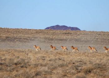 10, адуу 8, нохой 4 нийт 22 тооны сэг зэмийг ариутган устгажээ