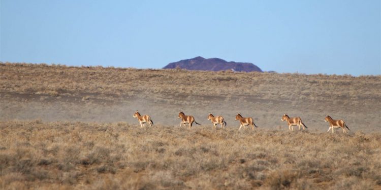 10, адуу 8, нохой 4 нийт 22 тооны сэг зэмийг ариутган устгажээ