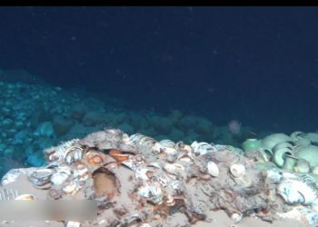 Мин гүрний үед живсэн хөлөг онгоцыг олжээ