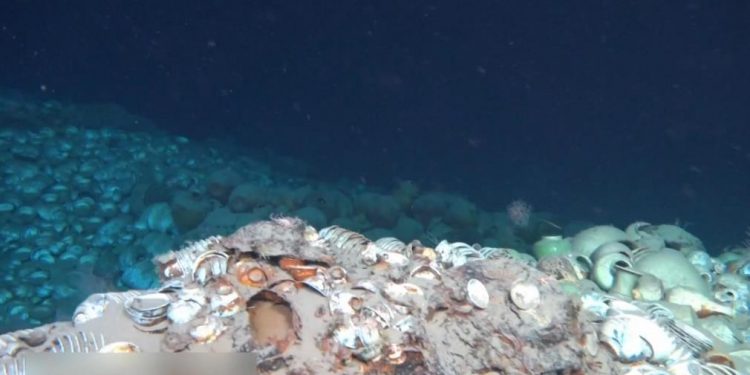 Мин гүрний үед живсэн хөлөг онгоцыг олжээ