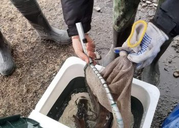 Туул голын байгалийн нөөцийг нөхөн сэргээх зорилгоор 525 000 жараахай нутагшууллаа