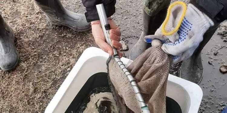 Туул голын байгалийн нөөцийг нөхөн сэргээх зорилгоор 525 000 жараахай нутагшууллаа