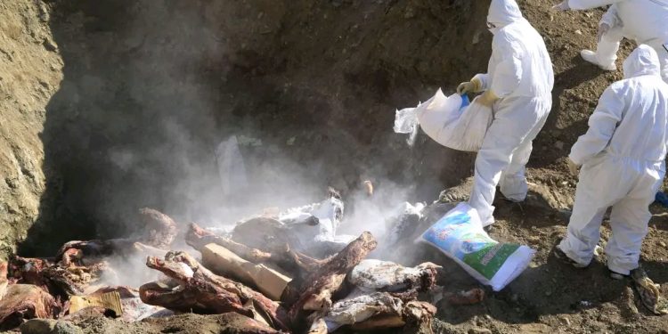 “Үүлэнгөү” ХХК хөгцтэй, үхсэн малын мах бэлтгэж байсан нь тогтоогджээ