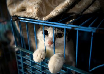 1000 муурыг аварчээ