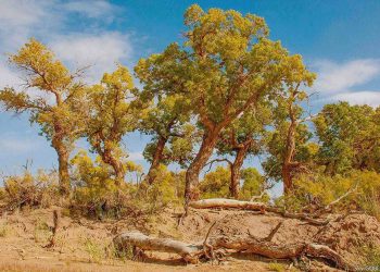 Монгол Улсад 53 мянган тоорой бүртгэгдсэн байна