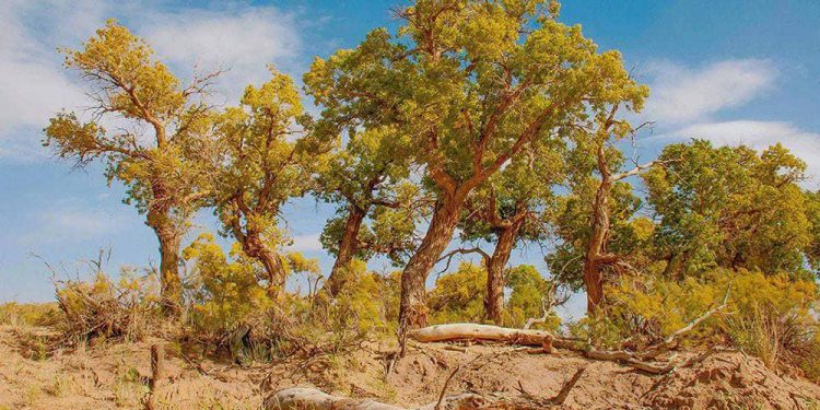 Монгол Улсад 53 мянган тоорой бүртгэгдсэн байна