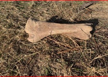 Одоогоос 40 мянган жилийн өмнө амьдарч байсан амьтны ясыг худалдах зорилгоор хадгалсан байж болзошгүй хэргийг илрүүллээ