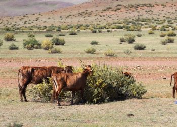 Харгана тарьцгаая