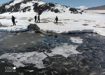 Даян нуурт хорогдсон олон тооны загасыг гаргаж, устгаж байна