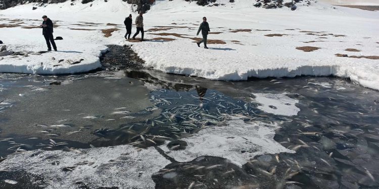 Даян нуурт хорогдсон олон тооны загасыг гаргаж, устгаж байна