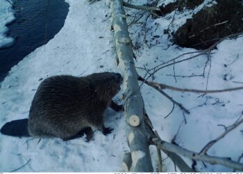 БАЙГАЛЬД СУЛЛАН ТАВЬСАН МИНЖНИЙ МОНИТОРИНГ СУДАЛГААГ ХИЙВ