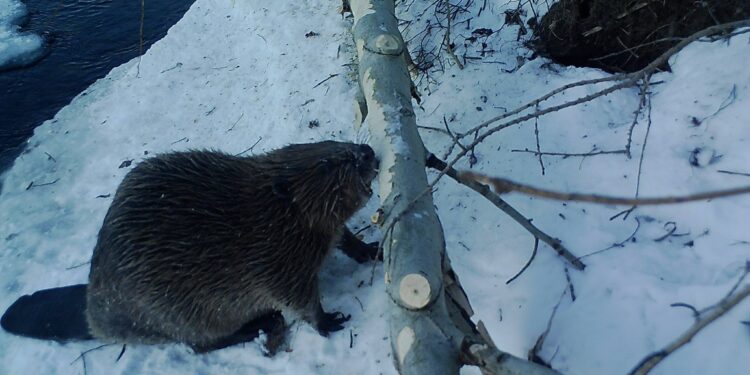 БАЙГАЛЬД СУЛЛАН ТАВЬСАН МИНЖНИЙ МОНИТОРИНГ СУДАЛГААГ ХИЙВ