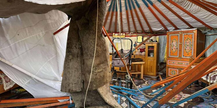 116 АЙЛЫН ГЭР НУРЖ, ХАШАА, БАЙШИНГИЙН ДЭЭВЭР ХУУЛАРСАН ЗЭРЭГ ДУУДЛАГА, МЭДЭЭЛЭЛ БҮРТГЭГДЛЭЭ