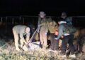 Баавгайг унтуулга буугаар нойрсуулж, суурьшлын бүсээс гаргажээ