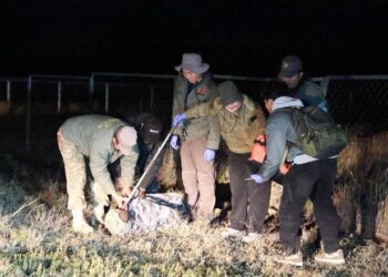 Баавгайг унтуулга буугаар нойрсуулж, суурьшлын бүсээс гаргажээ